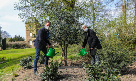 Baum des Jahres 2021: Gartenamt pflanzt Stechpalme im Schlosspark Garath