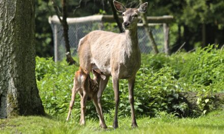 Wildtier-Nachwuchs im Wald schützen