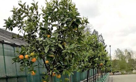 Kübelpflanzen kehren zurück in die Parks