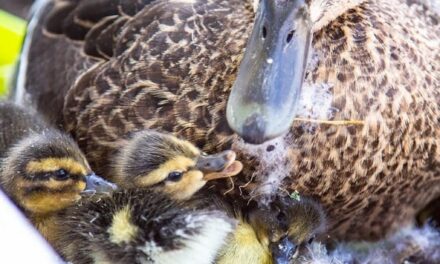 Entenküken im Blumenkasten geschlüpft