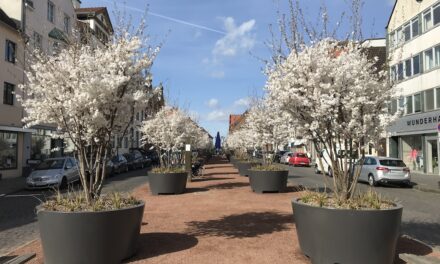 Kaiserswerther Markt: Mit Brautkirschen gegen Hitzebelastung