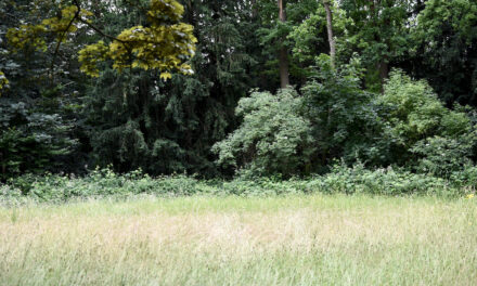 Unterwegs im Grünen: Führungsreihe des Gartenamts startet wieder