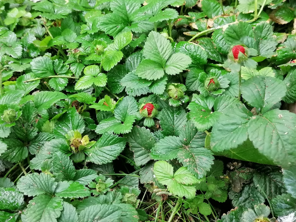 Erdbeeren an der KÖ Foto: LOKALBÜRO