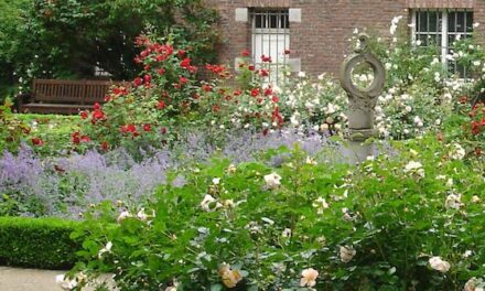 Stadt vergibt Patenschaften für Rosengarten in der Carlstadt