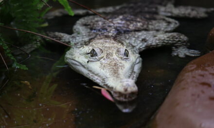 Krokodile — Zootiere des Jahres 2021