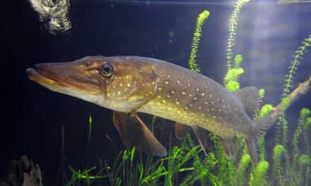 Fische unter der Lupe — Workshop für Erwachsene im Aquazoo