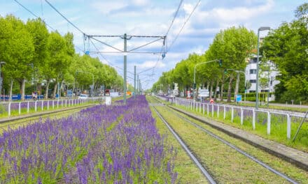 Stadtgrün Naturnah: Düsseldorf erhält Auszeichnung für biologische Vielfalt