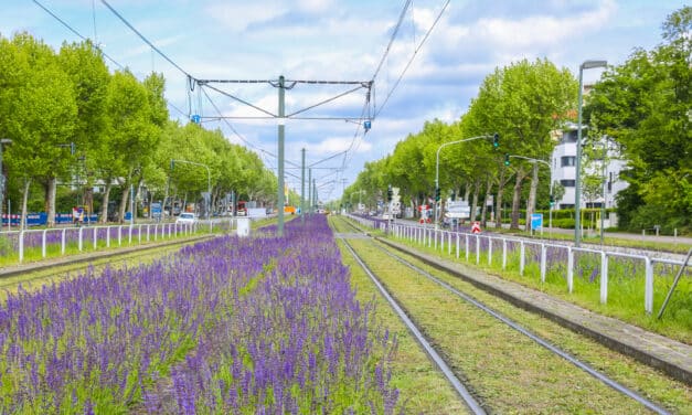 Stadtgrün Naturnah: Düsseldorf erhält Auszeichnung für biologische Vielfalt
