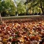 Stadt schließt Führungssaison mit herbstlichen Exkursionen und Waldbaden ab