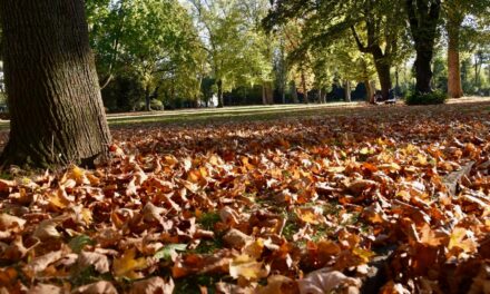 Stadt schließt Führungssaison mit herbstlichen Exkursionen und Waldbaden ab