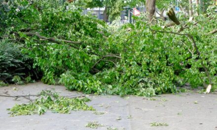 Gartenamt verzeichnet rund 80 umgestürzte Bäume
