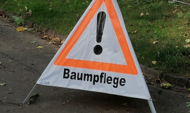 Stadt muss 160 kranke und abgestorbene Bäume fällen