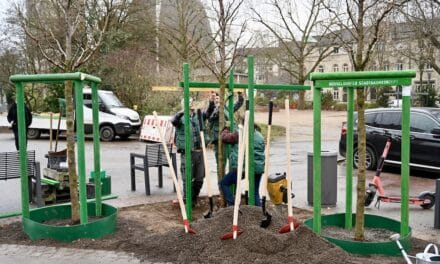 Das Stadtbaumkonzept geht in die dritte Pflanzsaison