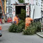 Archivbild Abholung der Weihnachtsbäume hier in Pempelfort © Lokalbüro