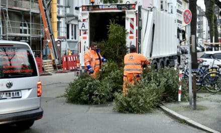 Ab 10. Januar werden die Weihnachtsbäume durch die AWISTA eingesammelt