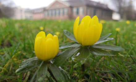 Erste Frühlingsboten im Düsseldorfer Stadtgrün