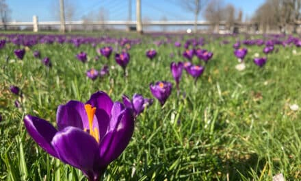 Krokusblüte in Düsseldorf