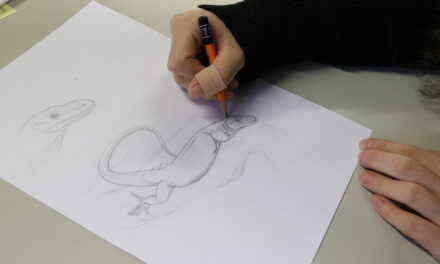 Tiere lebendig zeichnen — Workshop im Aquazoo