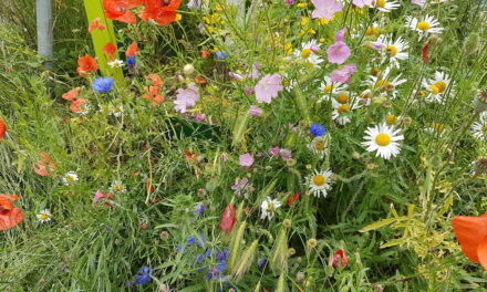 Klatschmohn, Malve und Ringelblume: Gartenamt verschenkt Wildblumensamen “Düsseldorfer Mischung”