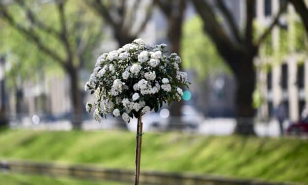 Neuss erhält Zuschlag für die Landesgartenschau 2026