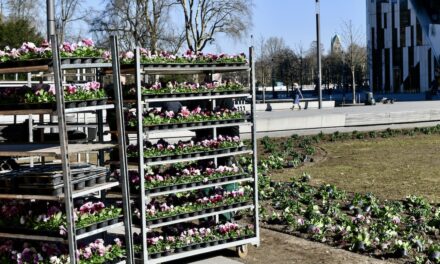 Frühjahrspflanzen für den Corneliusplatz
