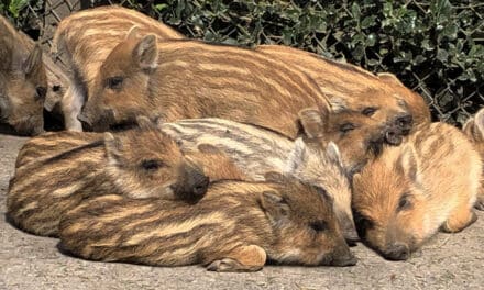 Wildpark lockt in den Osterferien mit Nachwuchs