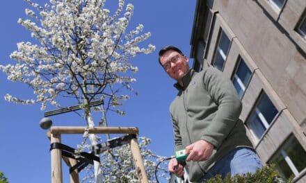 Gartenamt bewässert Stadtbäume mit moderner Sensorik