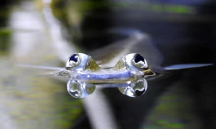 Fische unter der Lupe — Workshop für Erwachsene im Aquazoo