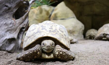 Forschung für den Naturschutz im Aquazoo Löbbecke Museum