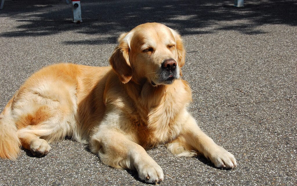 Tiere nicht im geparkten Auto lassen!