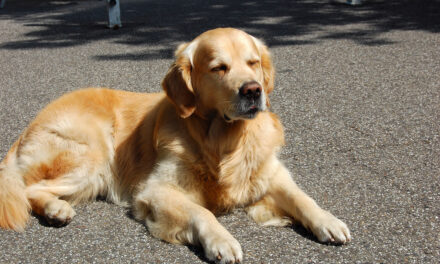 OSD und Feuerwehr retten ausgeperrten Hund von heißem Balkon