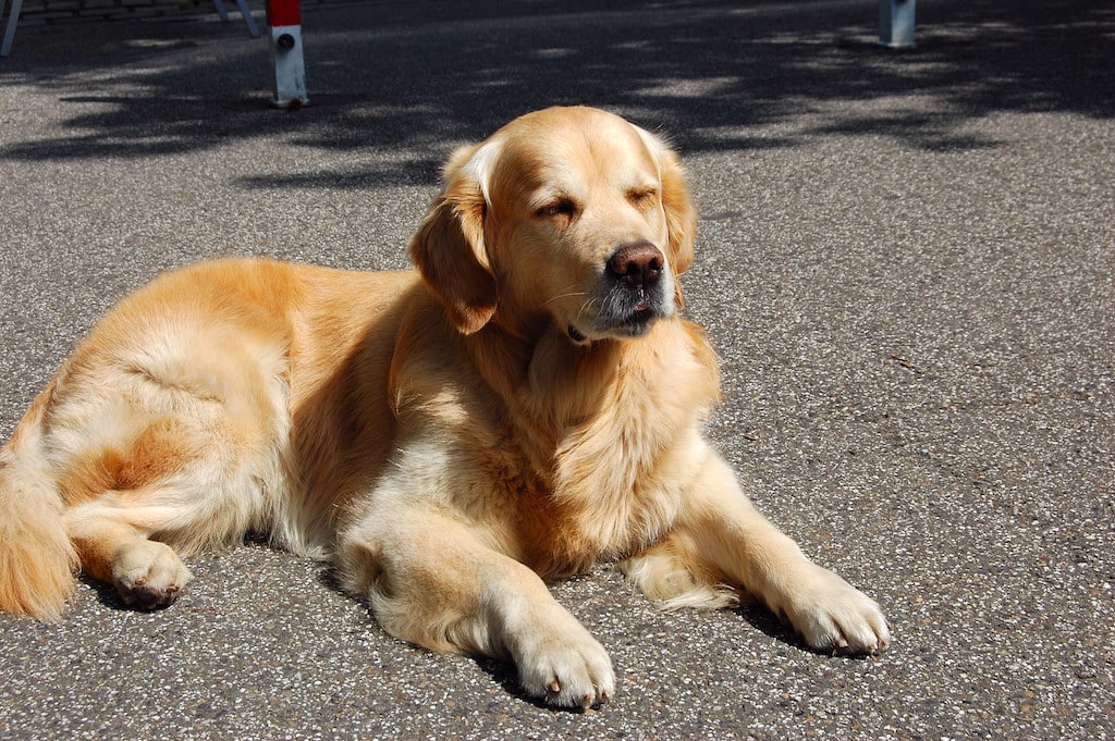 OSD und Feuerwehr Hund von heißem Balkon | Lokalbüro Düsseldorf