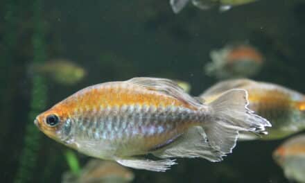 Aquazoo nutzt ungewöhnliche Strategie zur Nachzucht