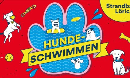 Hundeschwimmen in Düsseldorf