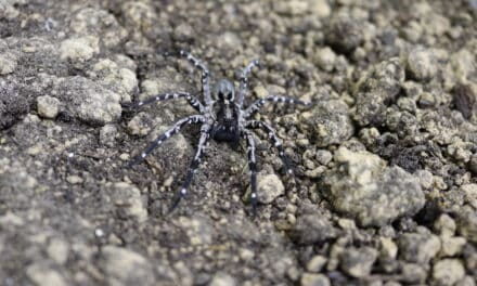 Aquazoo beteiligt sich an der Zucht der größten Wolfsspinne Europas