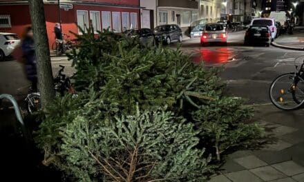 Ab 11. Januar werden die Weihnachtsbäume durch die AWISTA eingesammelt