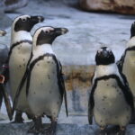 Frühjahrsputz bei den Pinguinen im Aquazoo