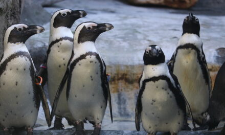 Frühjahrsputz bei den Pinguinen im Aquazoo