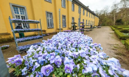 Stadt bringt Frühlingsblumen in die Parks und Grünanlagen