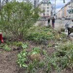 Die Grünen suchen die schönsten und insektenfreundlichsten Gärten, Baumscheiben und Balkone