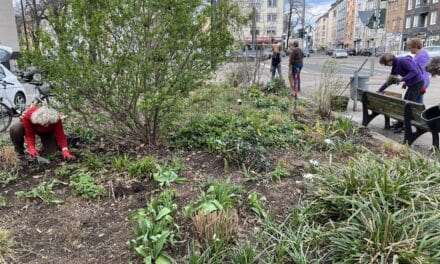 Die Grünen suchen die schönsten und insektenfreundlichsten Gärten, Baumscheiben und Balkone