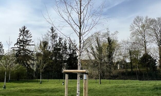 Baum des Jahres