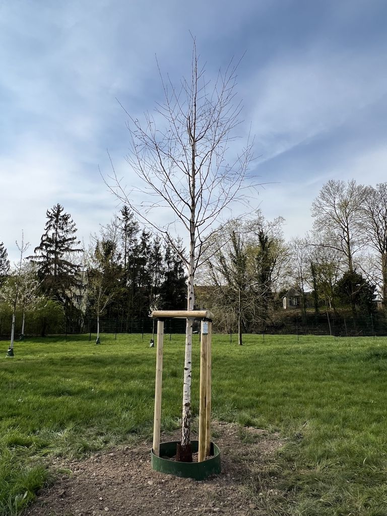 Anlässlich des Internationalen Tag des Baumes am 25. April hat die Stadt eine Moor-Birke im Landschaftsschutzgebiet "Rheinauen" in Kaiserswerth gepflanzt. Die Moor-Birke (Betula pubescens) ist der Baum des Jahres 2023,(c)Landeshauptstadt Düsseldorf/Gartenamt
