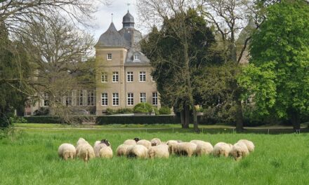 Schafe weiden vor dem Garather Schloss