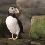 Aquazoo Löbbecke Museum feiert Welt-Papageien-Tag mit besonderer Aktion