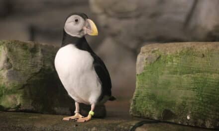 Aquazoo Löbbecke Museum feiert Welt-Papageien-Tag mit besonderer Aktion