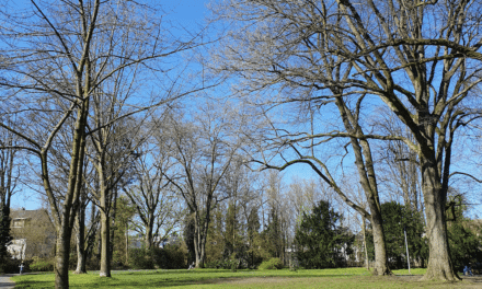 Klimaanpassung und Biodiversität am Alten Gerresheimer Friedhof