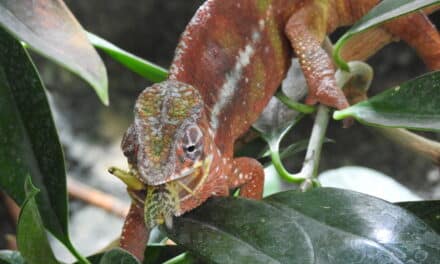 Teilsanierung im Landbereich des Aquazoo Löbbecke Museum