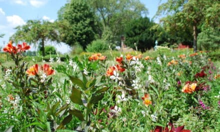 Neue Sommerblumen in Düsseldorf gepflanzt