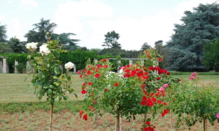 Stadt vergibt Patenschaften für ein Rosenbeet im Nordpark